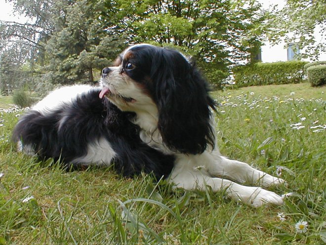 Photo de Cavalier king charles spaniel