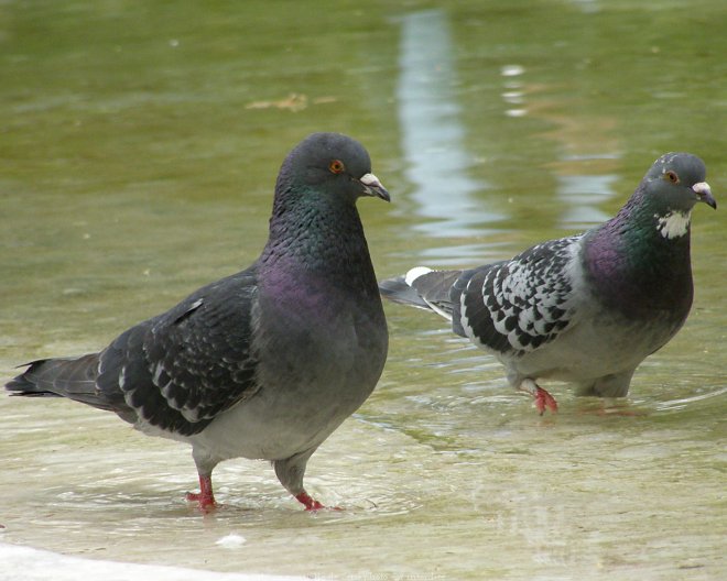 Photo de Pigeon