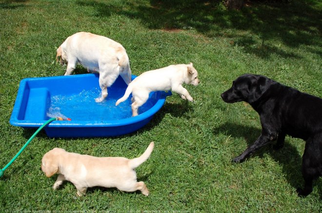 Photo de Labrador retriever