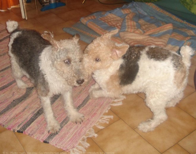 Photo de Fox terrier  poil dur