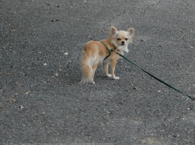 Photo de Chihuahua  poil long