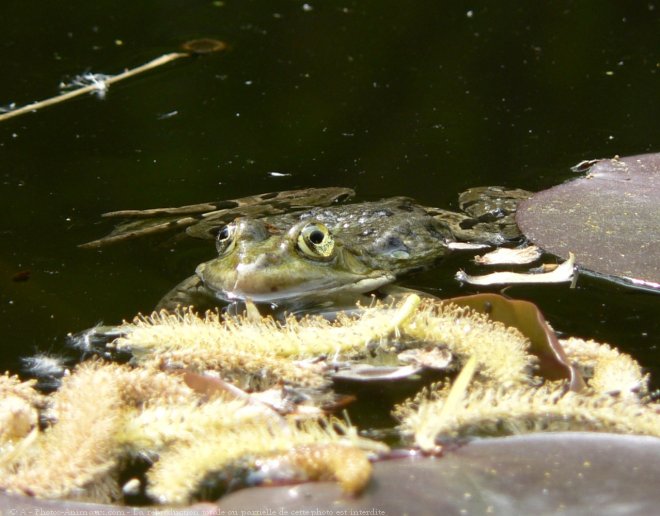 Photo de Grenouille