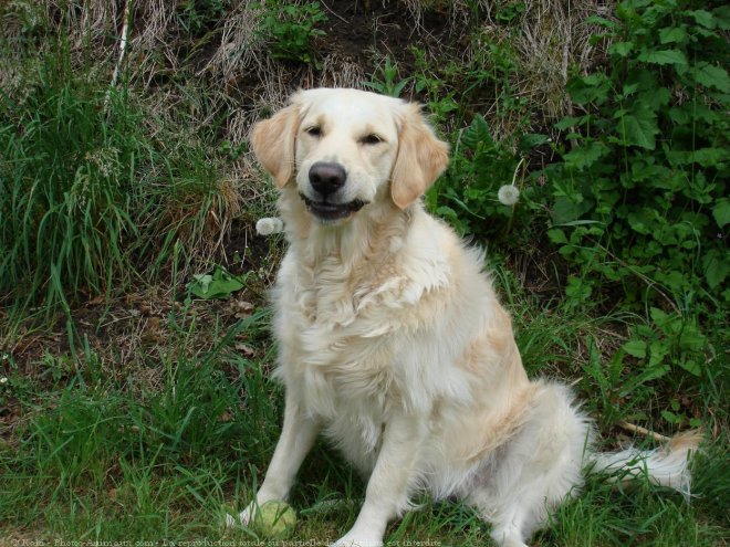 Photo de Golden retriever