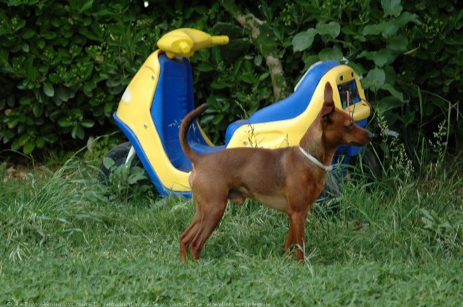 Photo de Pinscher nain