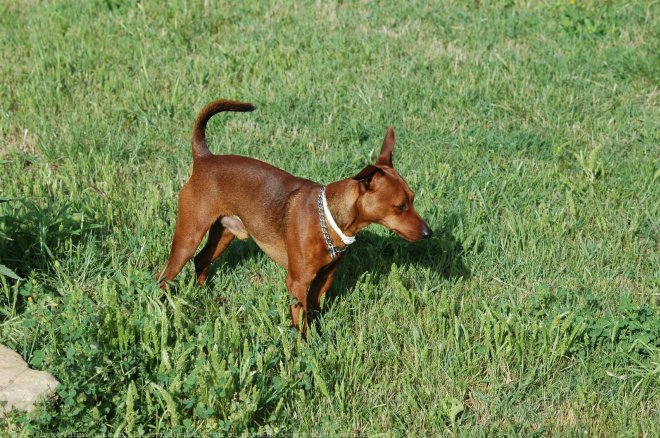 Photo de Pinscher nain