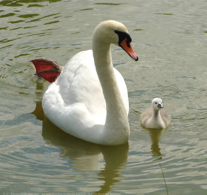 Photo de Cygne