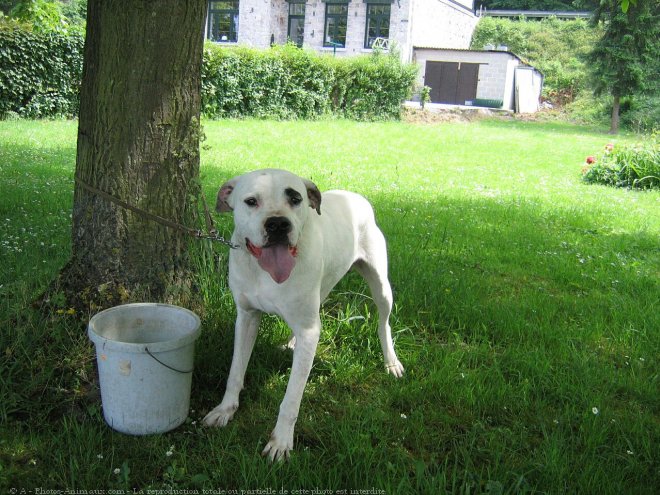 Photo de Dogue argentin