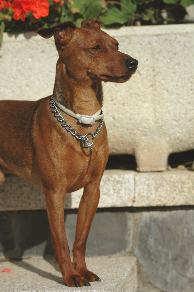 Photo de Pinscher nain