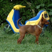 Photo de Pinscher nain