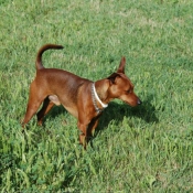 Photo de Pinscher nain