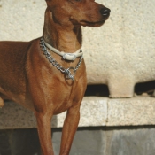 Photo de Pinscher nain