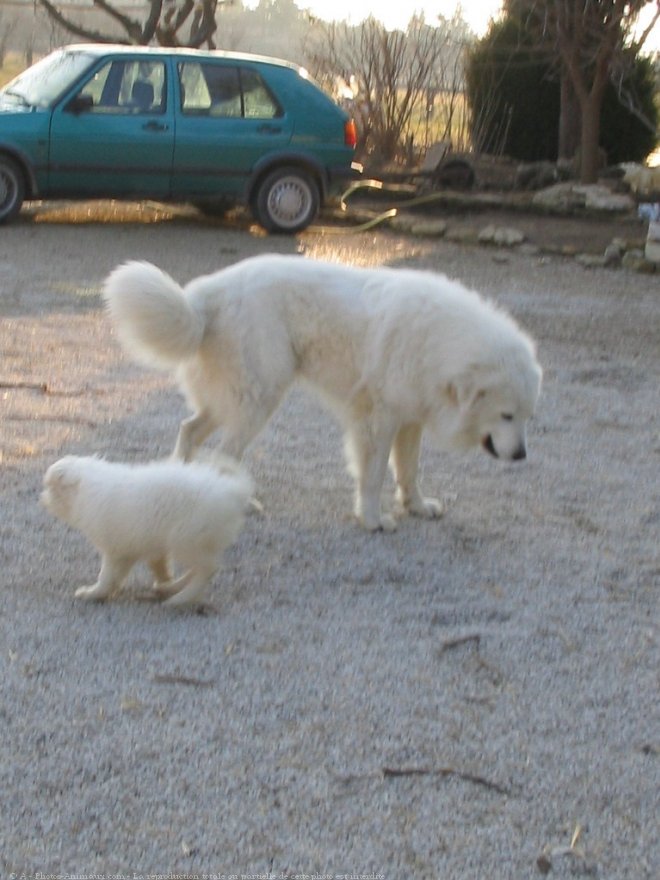 Photo de Chien de montagne des pyrnes