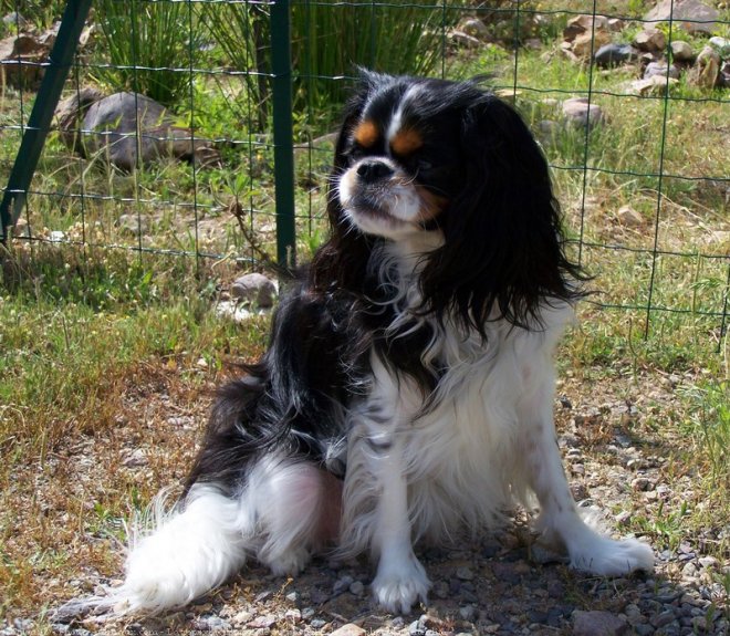 Photo de Cavalier king charles spaniel