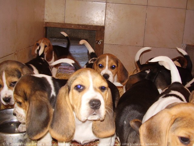 Photo de Beagle