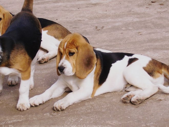 Photo de Beagle