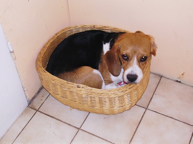 Photo de Beagle