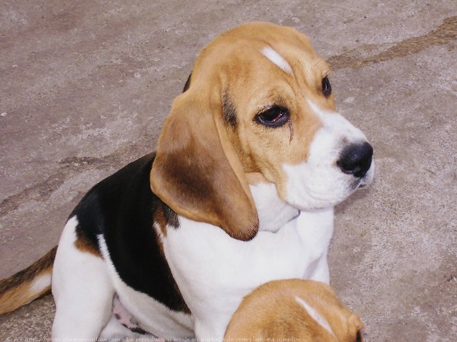 Photo de Beagle