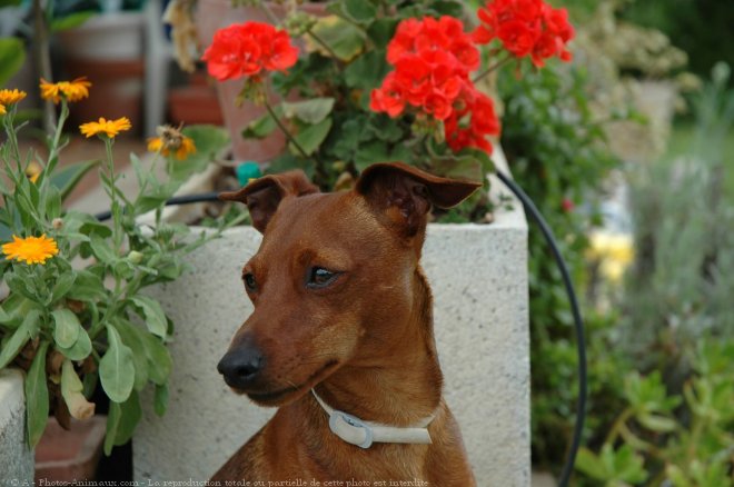 Photo de Pinscher nain