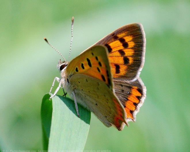 Photo de Papillon