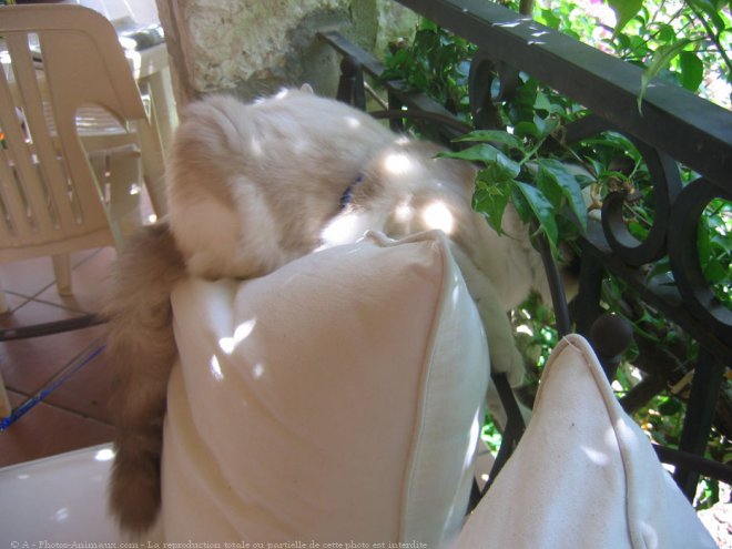 Photo de Ragdoll