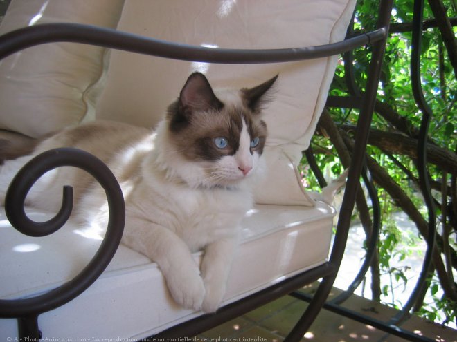 Photo de Ragdoll