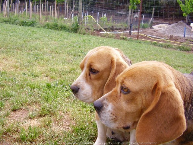 Photo de Beagle