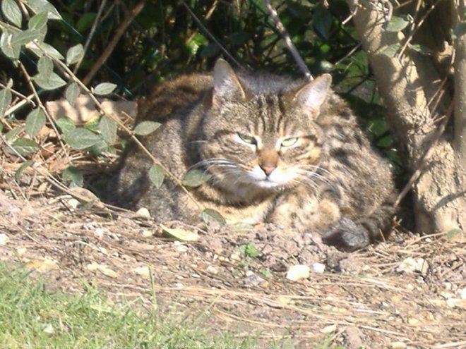 Photo de Chat domestique