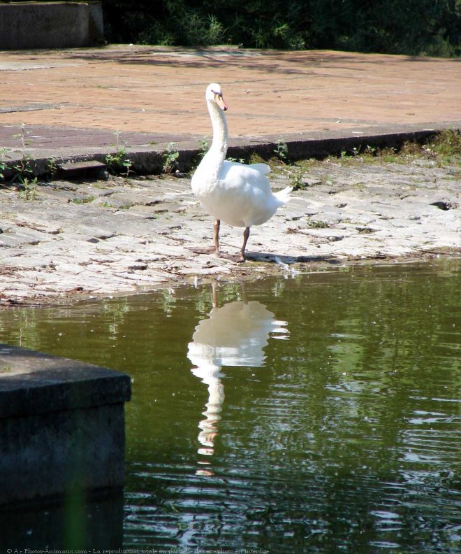 Photo de Cygne