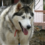 Photo de Husky siberien