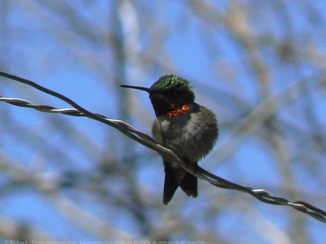 Photo de Colibri