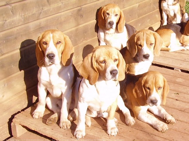 Photo de Beagle