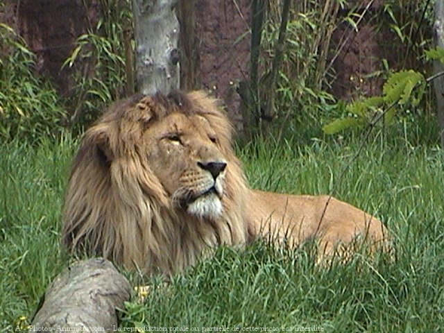 Photo de Lion