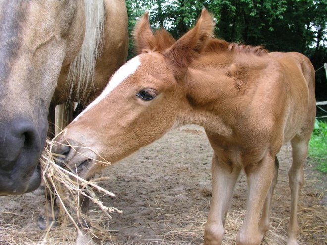 Photo de Palomino