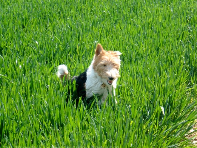 Photo de Fox terrier  poil dur