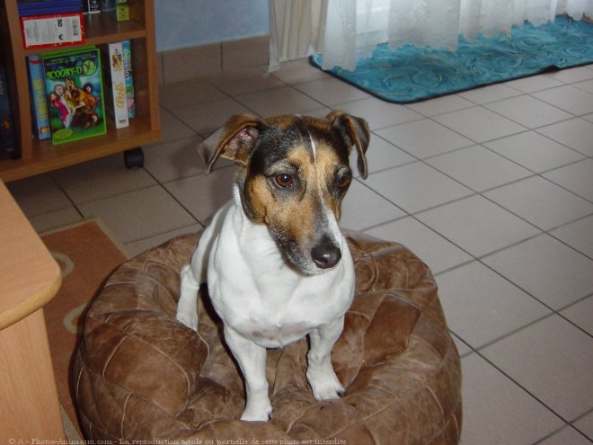 Photo de Jack russell terrier