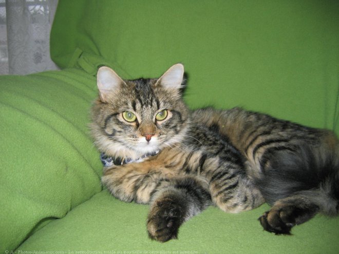 Photo de Maine coon