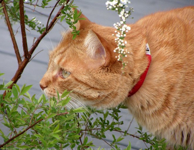 Photo de Chat domestique