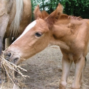 Photo de Palomino