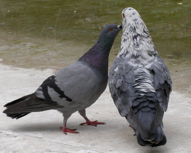 Photo de Pigeon