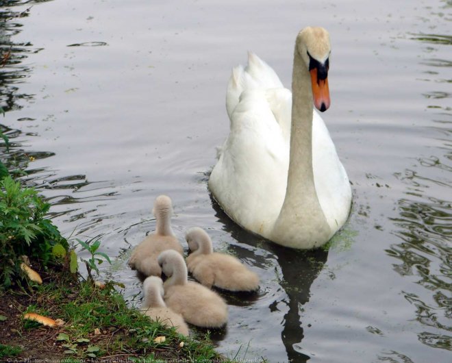 Photo de Cygne