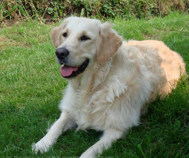 Photo de Golden retriever