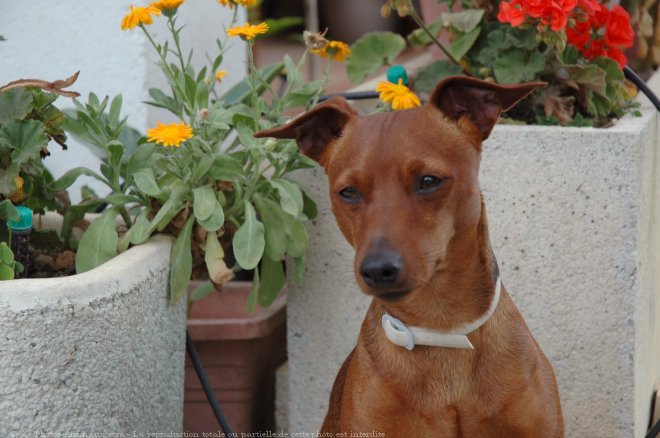 Photo de Pinscher nain