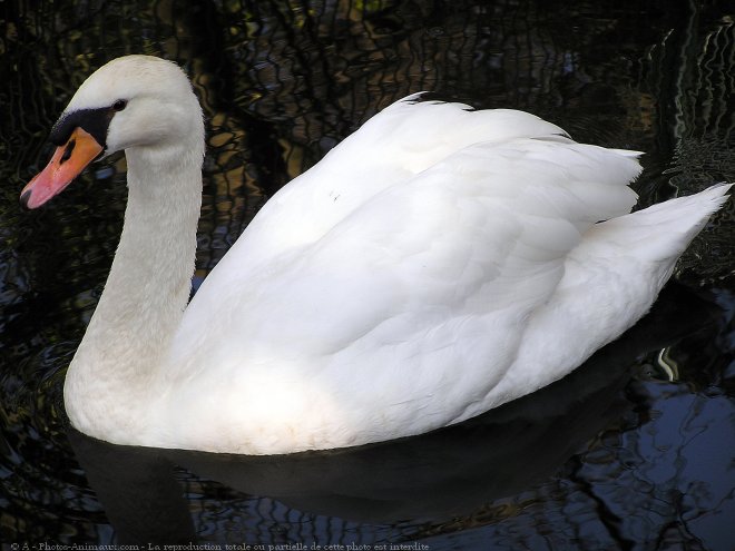 Photo de Cygne