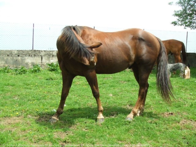 Photo de Quarter horse