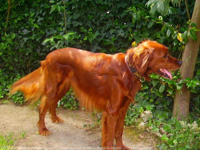 Photo de Setter irlandais rouge