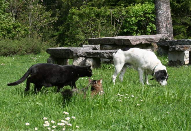 Photo de Races diffrentes