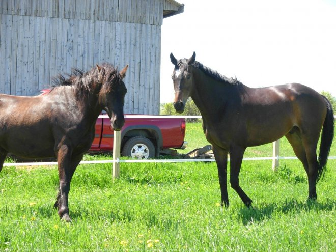 Photo de Races diffrentes