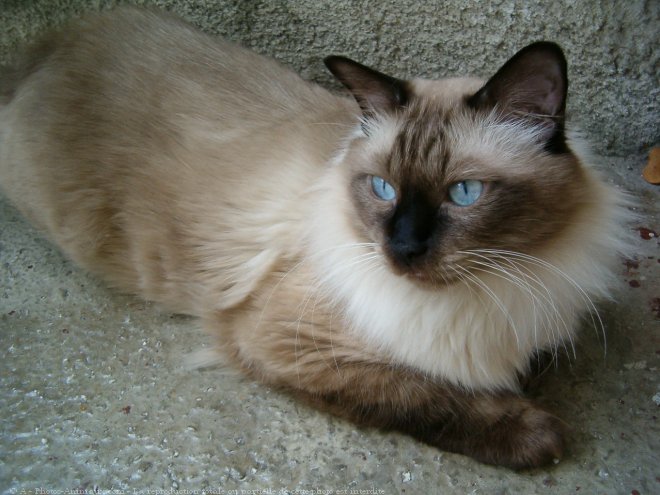 Photo de Sacr de birmanie