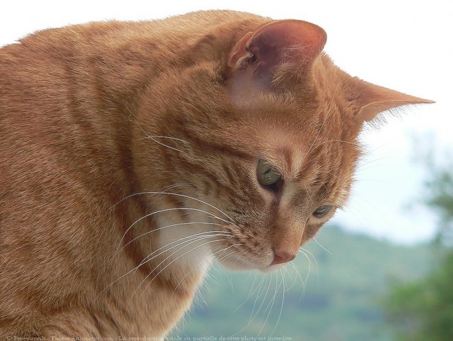 Photo de Chat domestique