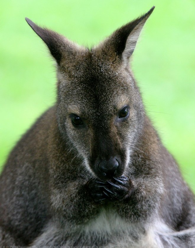 Photo de Wallaby